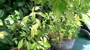 big-tits,blowjob,french,milf,cougar