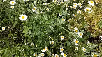 girl-orgasm,masturbates-in-clothes,public-masturbates,real-orgasm,masturbation