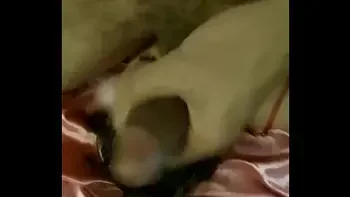 blowjob,clothed-sex,lingeri,rimming,mouth-fuck