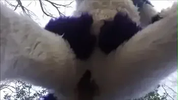 nice-dick,vagina,sexy,pussyfucking,furry