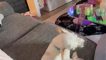 girlfriend,babe,curvy,role-play,ass