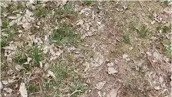 tattoo,blowjob,amateur,creampie,couple