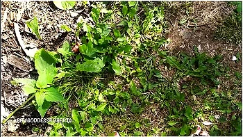 italian,hd,pov,foot-fetish,amateur