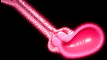 furry,stockings,lingerie,big-ass,hd