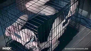 tiny-tits,unshaved,slave,cage,blonde