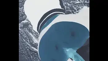 anal,x-ray,inside-view,anal-sex,doggystyle