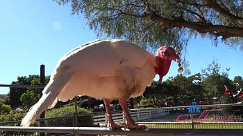 behind-the-scene,pornstars,car,hardcore,creampie