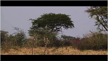 amateur,hd,porn-vlog,blowjob,brunette