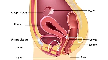 softcore,amateur,blonde,milf,solo