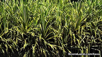 brunette,outdoor,big-ass,masturbation,solo-female