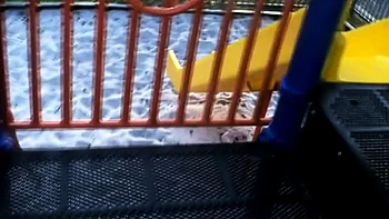 pov,babe,amateur,brunette,blowjob